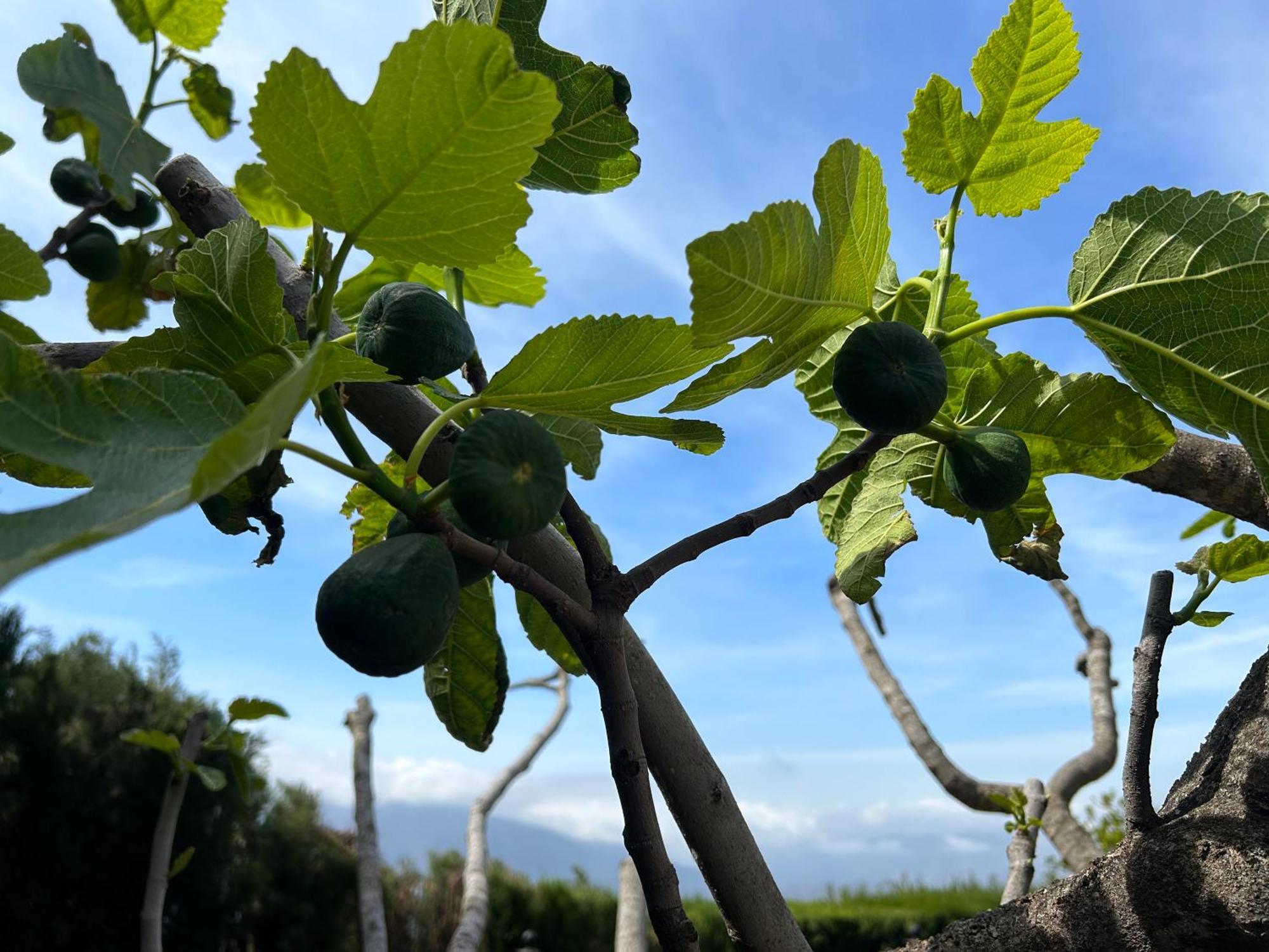 Villa Rustica En La Alpujarra - La Gualalla - Soportujar Carataunas Buitenkant foto