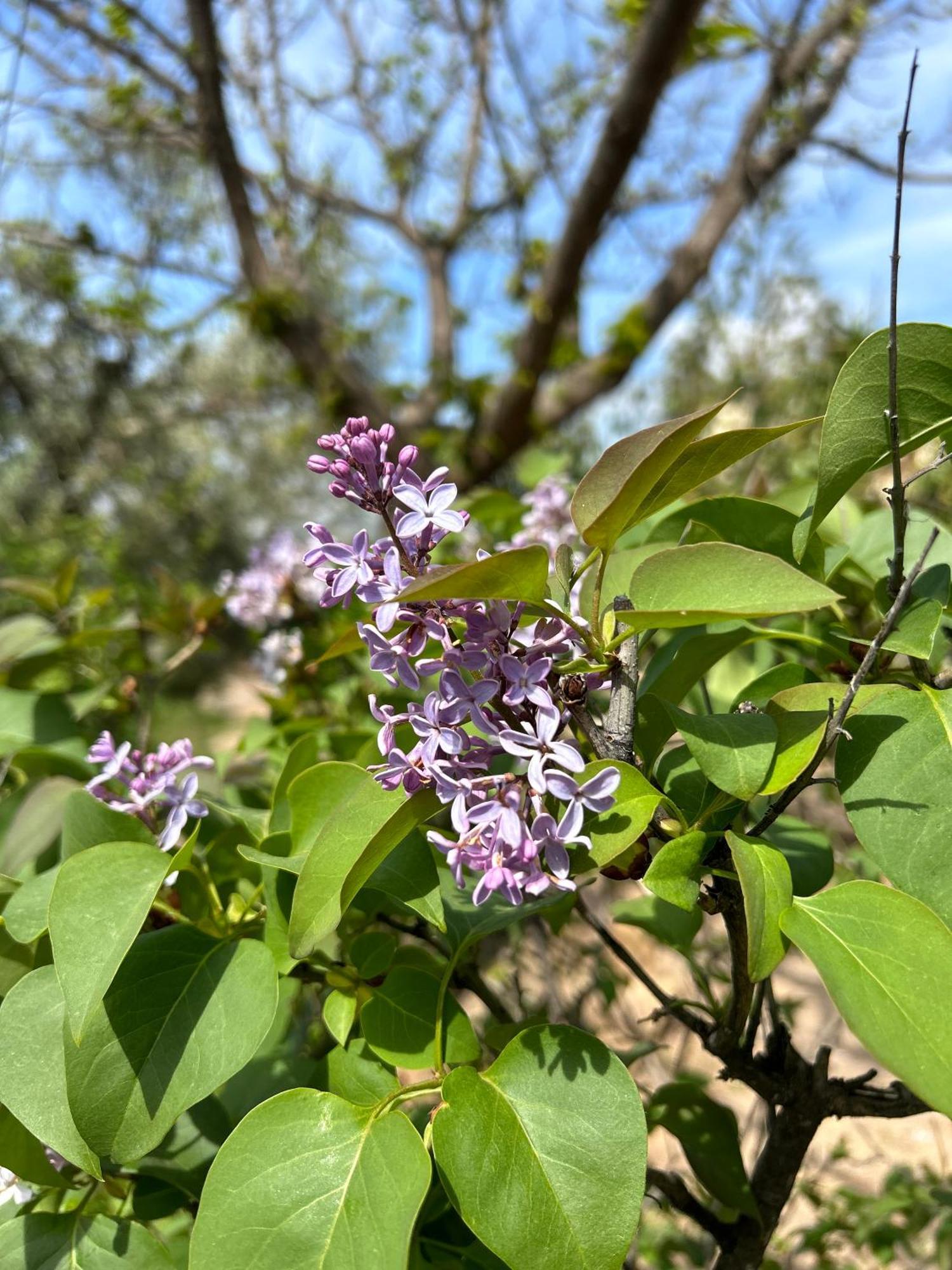 Villa Rustica En La Alpujarra - La Gualalla - Soportujar Carataunas Buitenkant foto